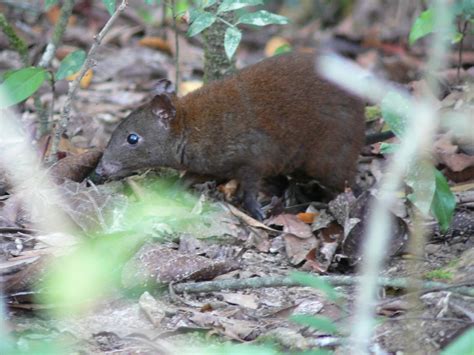 Musky Rat: World's Smallest Kangaroo at Risk of Extinction from Global Warming