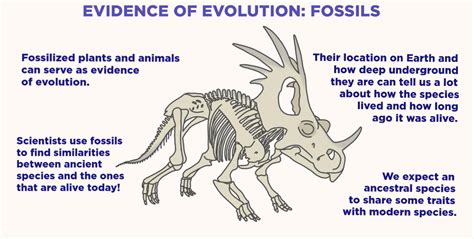 Fossils (Evidence of Evolution) — Overview & Examples - Expii ...