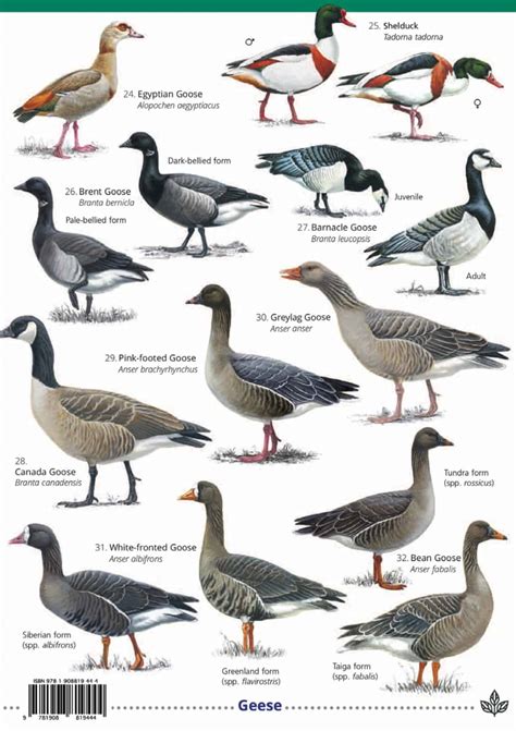 Types Of Ducks | ubicaciondepersonas.cdmx.gob.mx