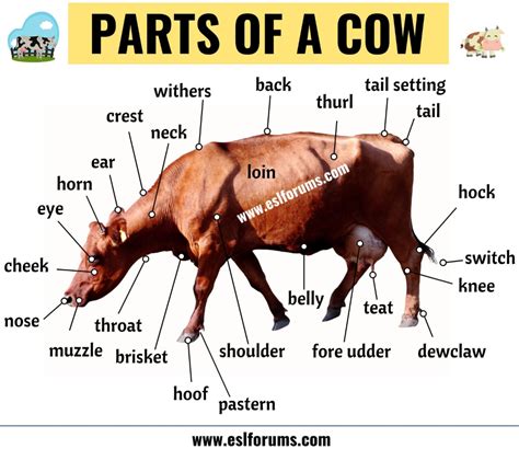 Cattle Udder Anatomy - Livestock Cattle