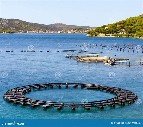 Mussels farming stock photo. Image of water, attraction - 11666186