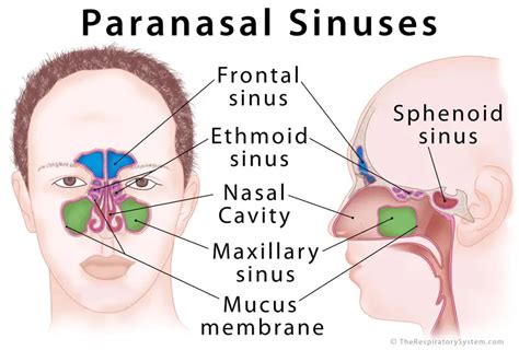 Anatomy Of Sinus Drainage - Anatomy Book