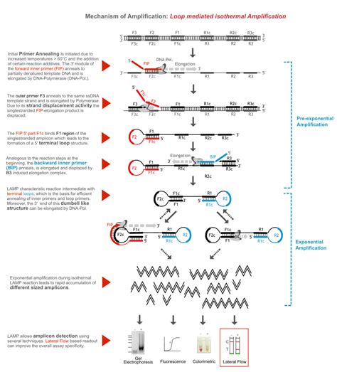 Loop mediated isothermal Amplification & Lateral Flow