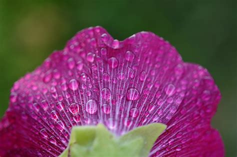 Flor Planta Hojas · Foto gratis en Pixabay