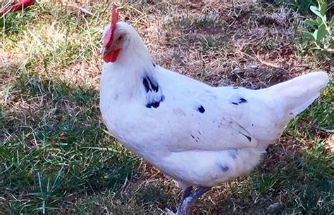 California White Chicken Artigos - Wikifarmer