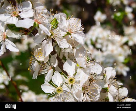 White blooming plum tree Stock Photo - Alamy