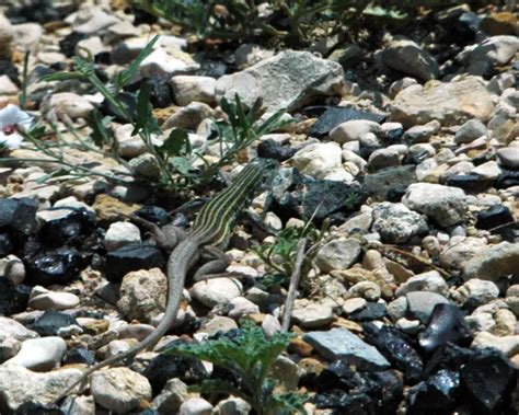 Texas spotted whiptail - Facts, Diet, Habitat & Pictures on Animalia.bio