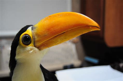 Baby toco toucan 2 months | Flickr - Photo Sharing!