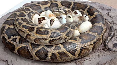 Do Pythons Lay Eggs? - ReptileStartUp.com