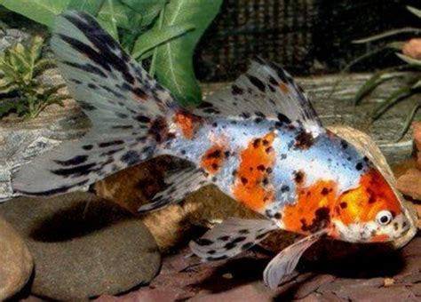 Goldfish Care, Breeds and Goldfish Diseases | HubPages