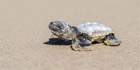 Endangered loggerhead turtles hatch at Tyagarah – The Echo