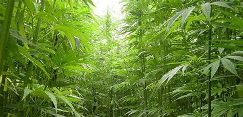 The Best Humidity for Marijuana Plants | Marijuana Guides