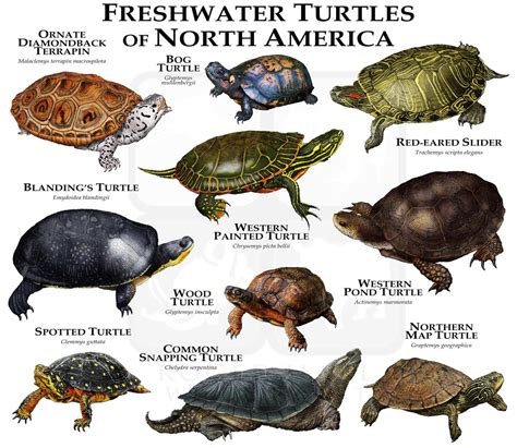 Freshwater Turtles of North America Poster Print - Etsy Canada