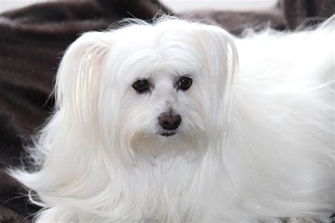 Facts About Maltese Dogs