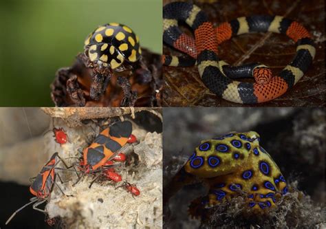 Survival by Aposematism and Mimicry: The Evolution of Bright Color Patterns