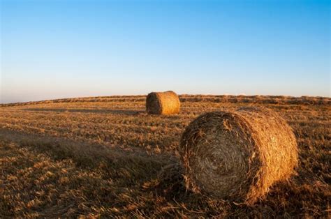 Hay bales in field - Kivi Photo - Bank of photos CC0