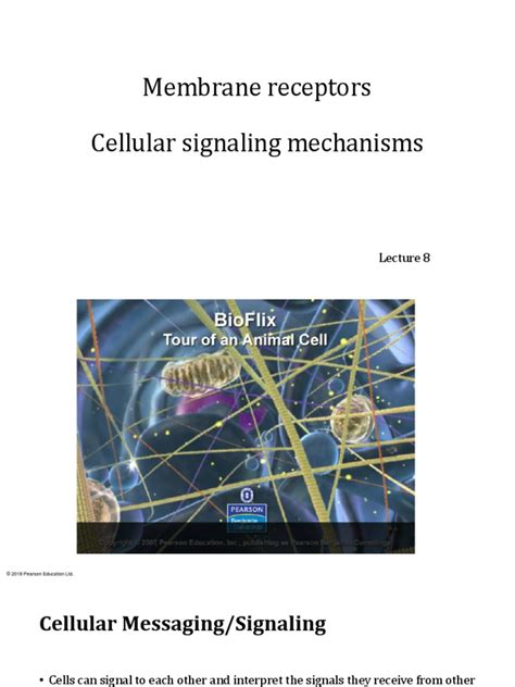 Lecture 8 Membrane Receptors & Cellular Signalling | PDF | Cell ...