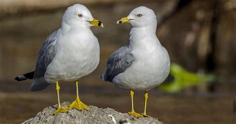 Ring-billed Gull Sounds, All About Birds, Cornell Lab of Ornithology