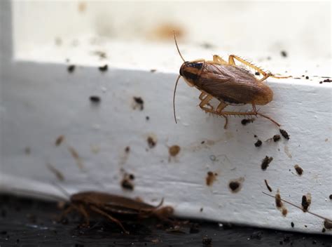 How To Get Rid Of Small Cockroaches In Kitchen Cabinets ...