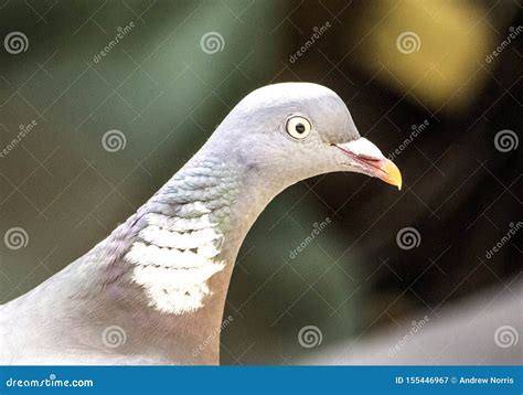 Pigeon Profile stock image. Image of watching, gormless - 155446967