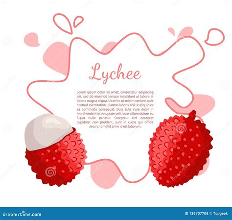 Lychee Exotic Juicy Fruit Vector Poster Frame Stock Vector - Illustration of organic, fresh ...