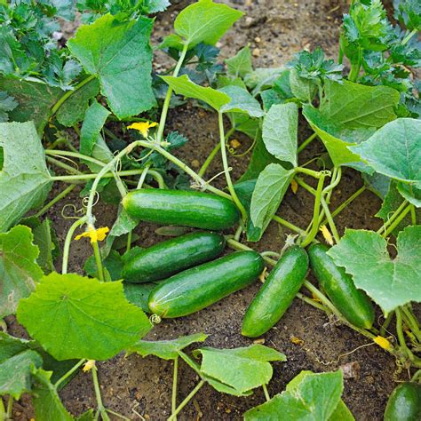 Spacemaster 80 Cucumber Seeds Organic Non GMO Heirloom Bush | Etsy