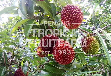 Pulasan - Penang Tropical Fruit Farm