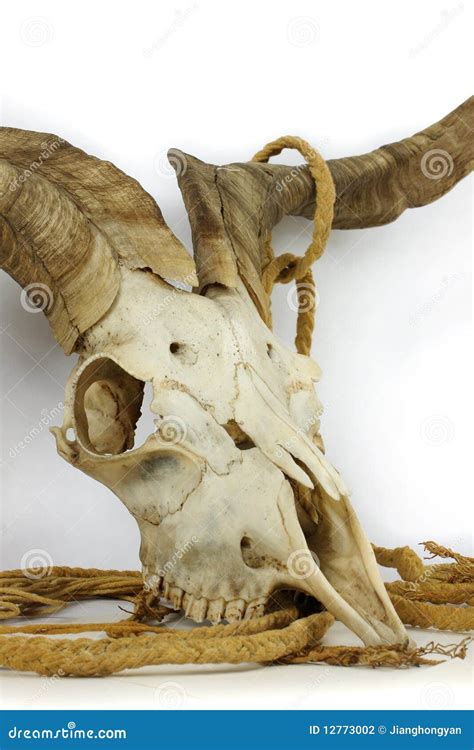 Ram Skull stock photo. Image of head, mammal, isolated - 12773002