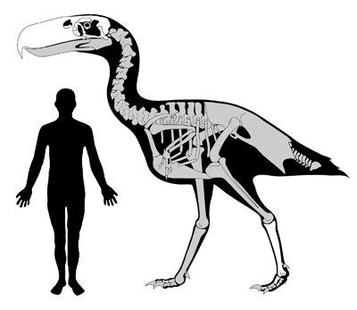 Absurd Creature of the Week: The Murderous 10-Foot-Tall Bird With a Beak Like a Pickax | WIRED