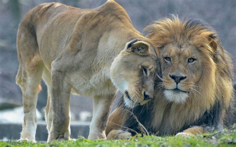 Animal's love, lion and lioness wallpaper | animals | Wallpaper Better