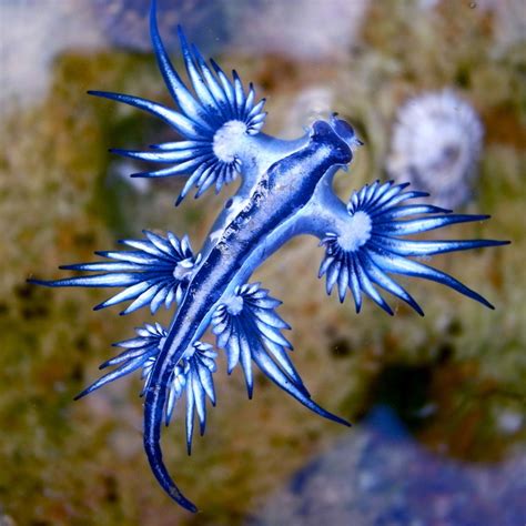 Dragão Azul do mar: veja informações e curiosidades do molusco! | Guia ...