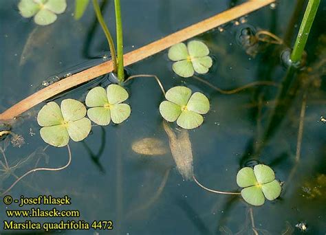 MMarsilea quadrifolia European waterclover 4-Leaf Clover