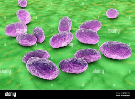 Coccobacilli Shape