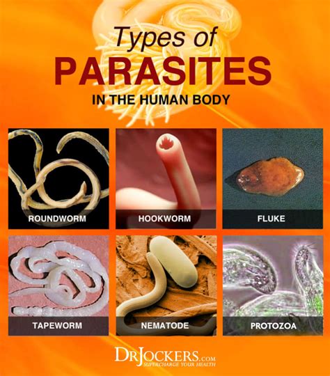 Types Of Stomach Worms In Humans