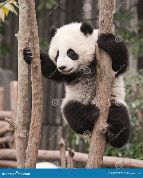 Baby Panda On The Tree Royalty-Free Stock Image | CartoonDealer.com ...