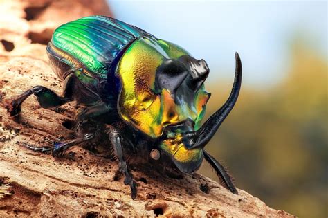 Beetle Insect Wallpapers - Top Free Beetle Insect Backgrounds - WallpaperAccess