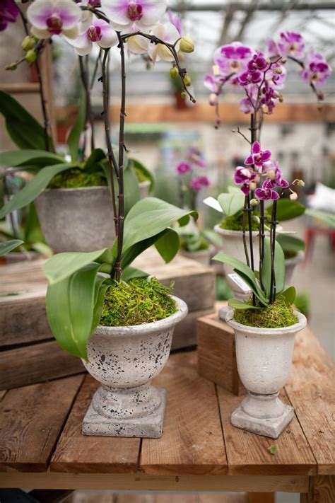 Moss Pedestal Orchids | Potted plant centerpieces, Plant centerpieces ...