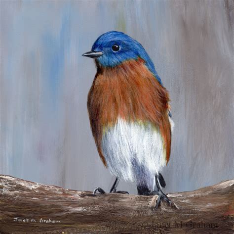 Janet M Graham's Painting Blog: Eastern Bluebird in acrylics