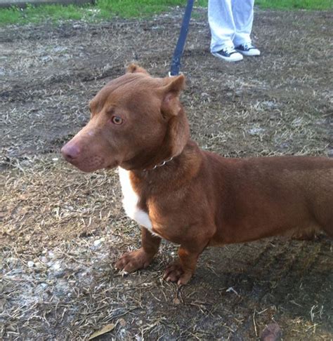 This Pitbull-Dachshund Is The Weirdest Crossbreed We’ve Ever Seen ...