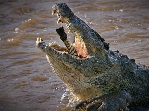 Meet the Giant Crocodile 'Dominator' That Leaps from the Water