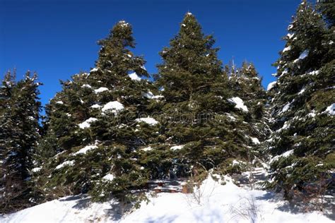 Bolu / Turkey, Winter Snow Natural Park Landscape Stock Photo - Image ...