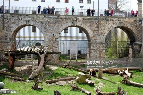 Torgau Castle Photos and Premium High Res Pictures - Getty Images