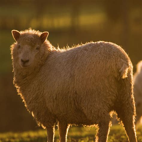 Welsh Lamb In Sunny Sauce Photograph by Ang El - Fine Art America