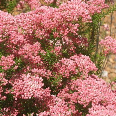 Rice Flower | Ozothamnus diosmifolia ‘Red Gingham’ - Native Plant Project