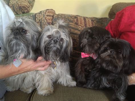 Imperial Shih Tzu Breeders Georgia - Shih Tzu Dog