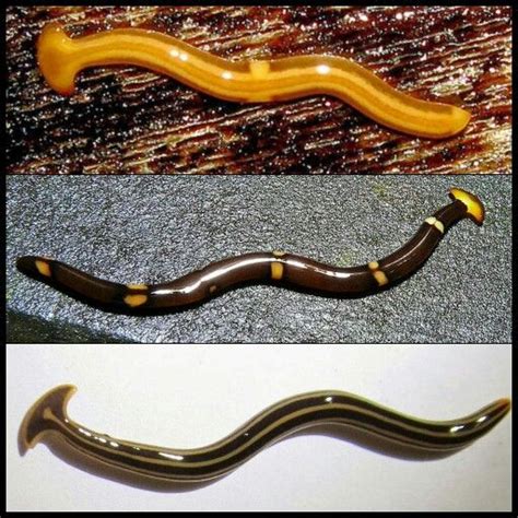 Types of eels 10 marine eel species – Artofit