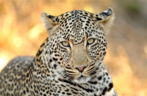 Download Animal Leopard 4k Ultra HD Wallpaper