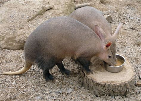 Animal You: Aardvark