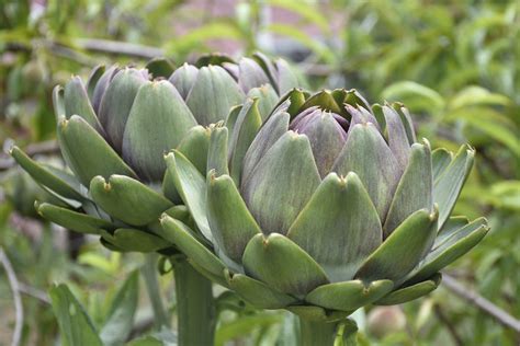 Different Artichoke Plants – Common Types Of Artichoke To Grow