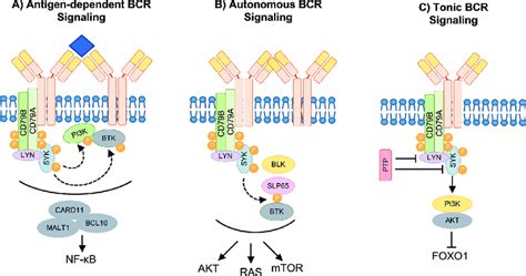 Bcr ~ Targeting The Bcr Abl Tyrosine Kinase In Chronic Myeloid Leukemia ...